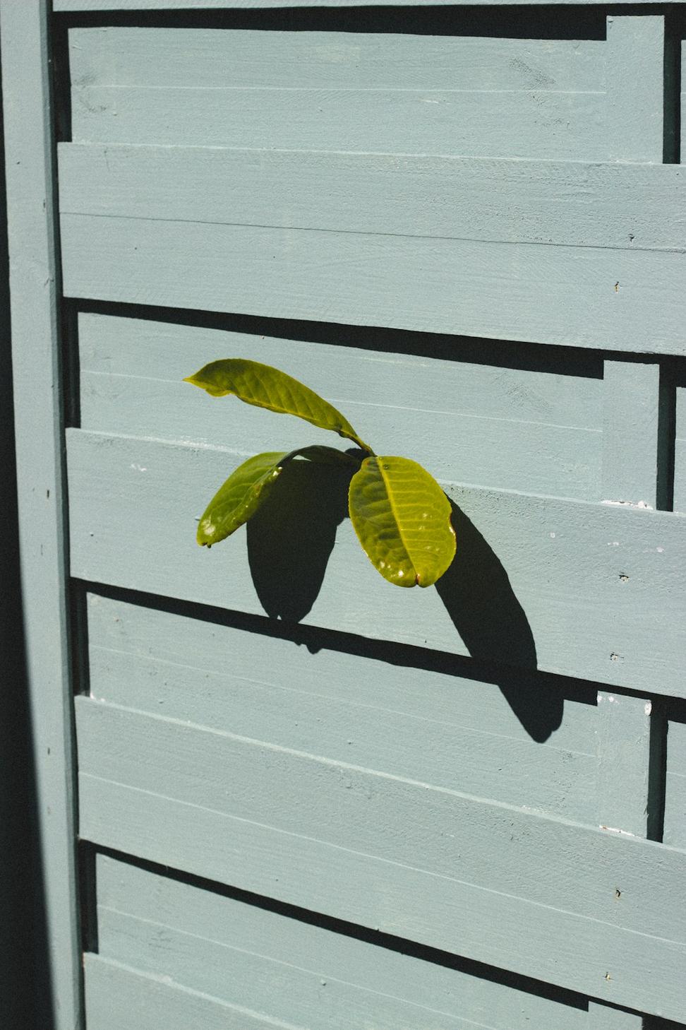 Low-VOC Finishes